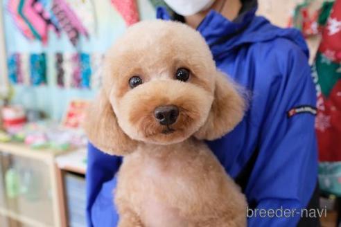 販売中のトイプードルの親犬