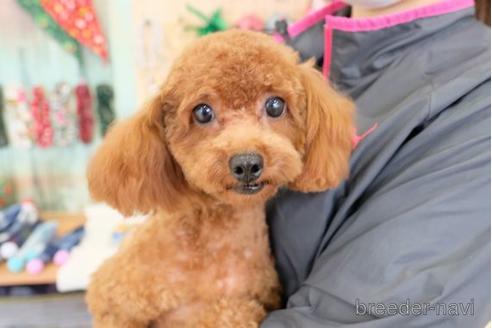 販売中のトイプードルの親犬