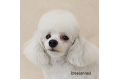 販売中のトイプードルの親犬