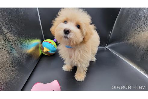 東京都のマルプー 男の子 21 08 31生まれ 青首輪 可愛いくて 良い子になると思います 子犬id ブリーダーナビ 東京都のマルプー 男の子 21 08 31生まれ 青首輪 可愛いくて 良い子になると思います 子犬id ブリーダーナビ