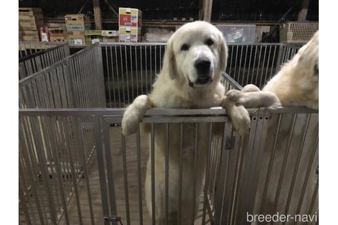 販売中のグレートピレニーズの親犬
