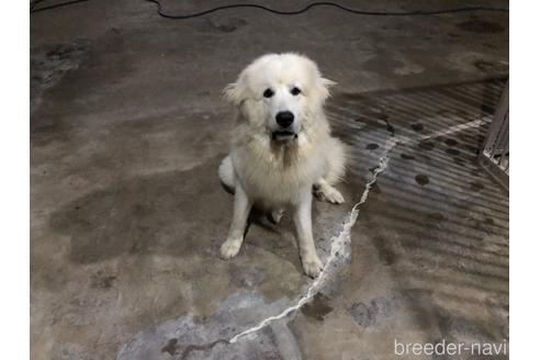 販売中のグレートピレニーズの親犬