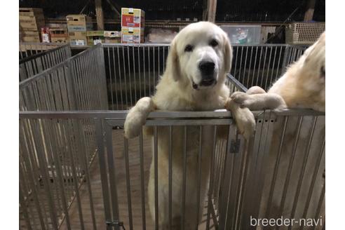 販売中のグレートピレニーズの親犬