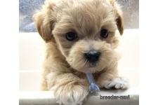 ♀︎マルプー:マルチーズ×トイプードル