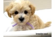 ♀︎マルプー:マルチーズ×トイプードル