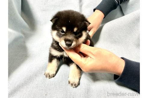 田中麗麗ブリーダーの詳細の1枚目