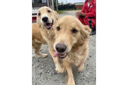 販売中のゴールデンレトリーバーの親犬