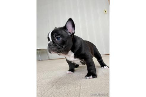 吉田千秋 版画 フレンチブルドッグ 吉田千秋 版画 フレンチブルドッグ