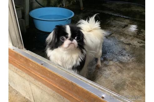 販売中の狆 (チン)の親犬
