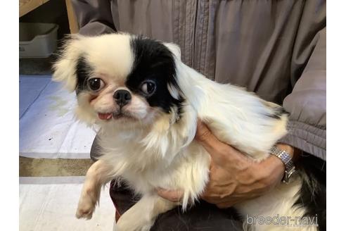 販売中の狆 (チン)の親犬