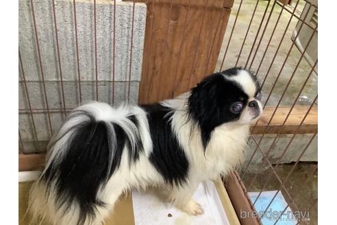 販売中の狆 (チン)の親犬