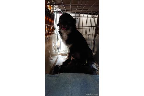 販売中のチワワ(ロングコート)の親犬