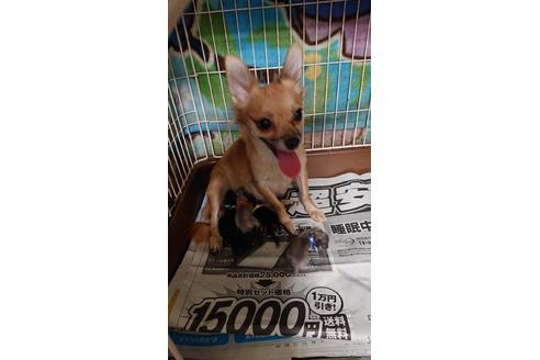 販売中のチワワ(ロングコート)の親犬