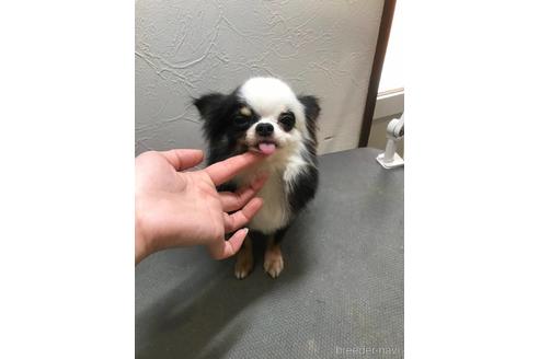 販売中のチワワ(ロングコート)の親犬