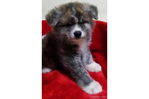北海道の秋田犬 男の子 21 10 15生まれ 虎毛 子犬id ブリーダーナビ
