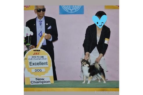 販売中のチワワ(ロングコート)の親犬