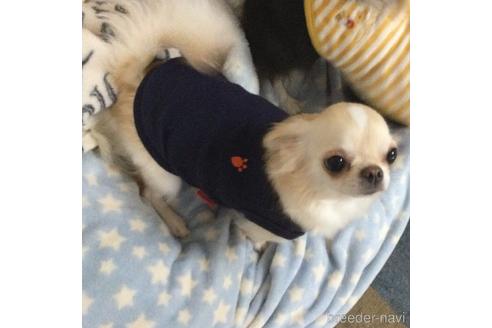 販売中のチワワ(ロングコート)の親犬