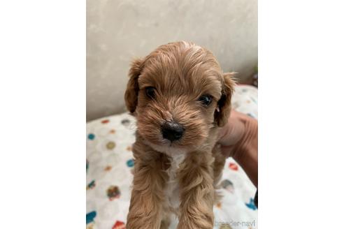 キャバプーの子犬を探す ブリーダーナビ