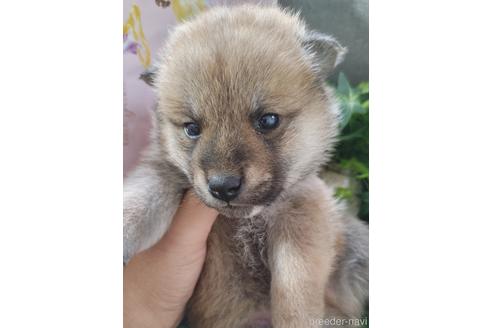 鹿児島県の柴犬 男の子 21 11 02生まれ 見学後すぐにお渡し可 男の子らしく凛々しいお顔 子犬id ブリーダーナビ