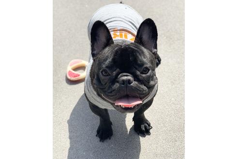 販売中のフレンチブルドッグの親犬