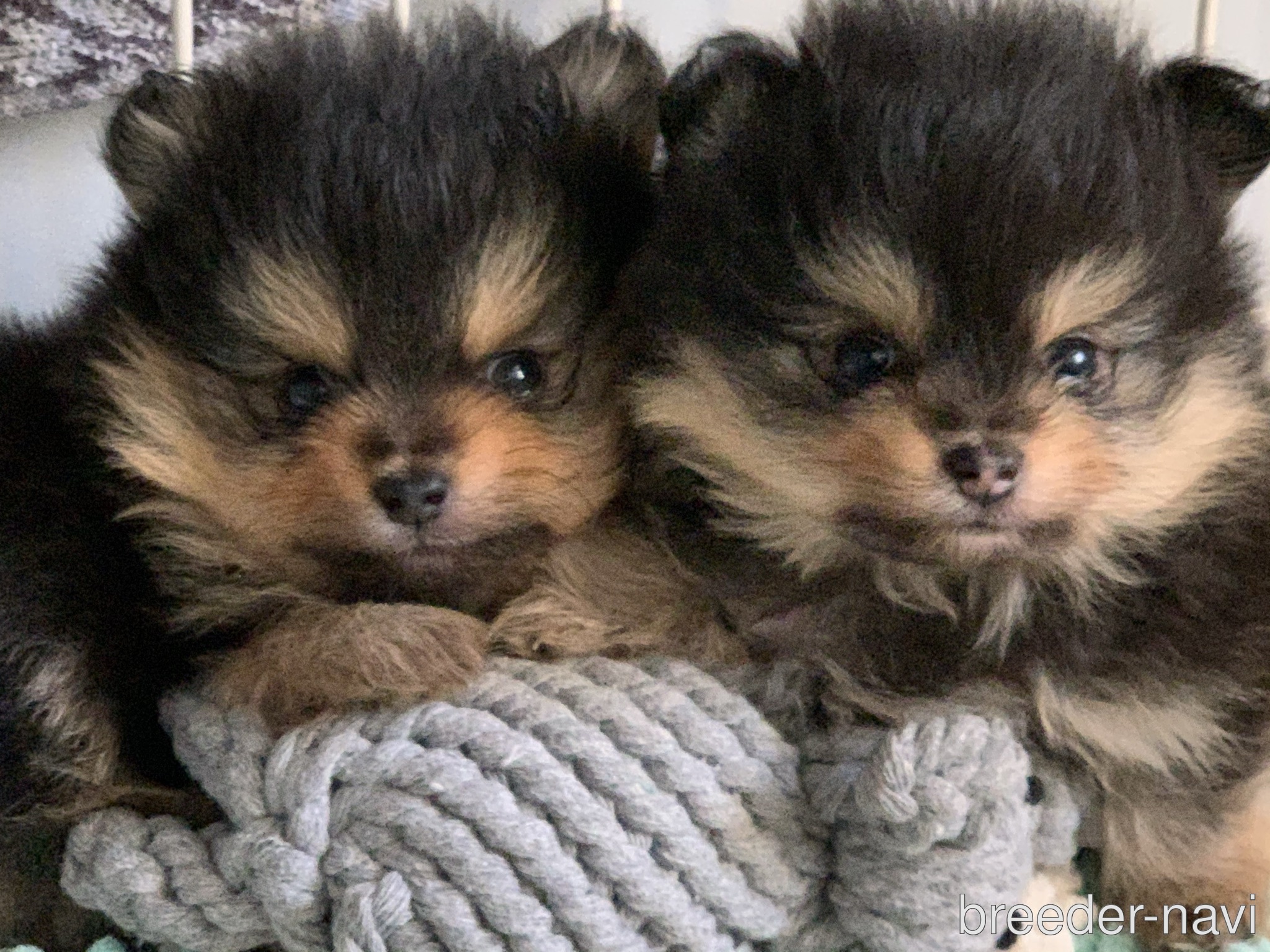 岡田ブリーダー