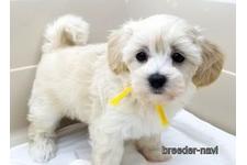 ♀︎マルプー:マルチーズ×トイプードル