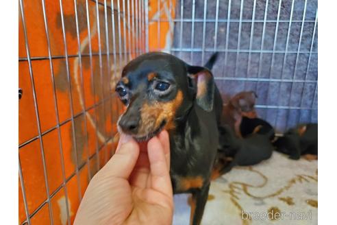 販売中のミニチュアピンシャー(ミニピン)の親犬