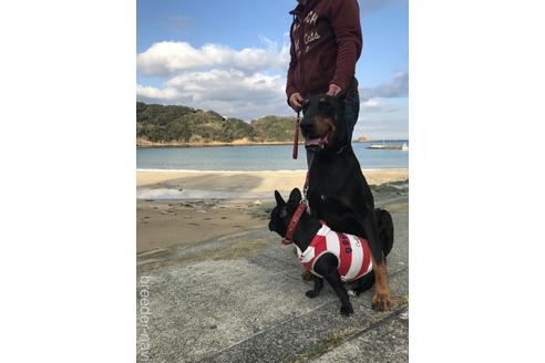 犬舎紹介の静岡県の犬舎紹介-3045の2枚目