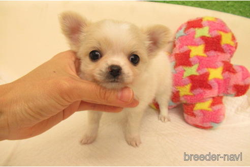 大阪府のロングコートチワワ 女の子 21 11 08生まれ Pra発症しません 子犬id ブリーダーナビ