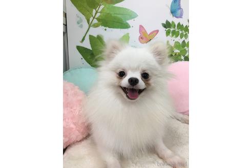 販売中のポメラニアンの親犬