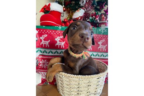 成約済の静岡県のドーベルマン-161402の3枚目