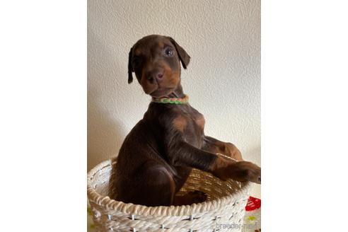 成約済の静岡県のドーベルマン-161402の2枚目