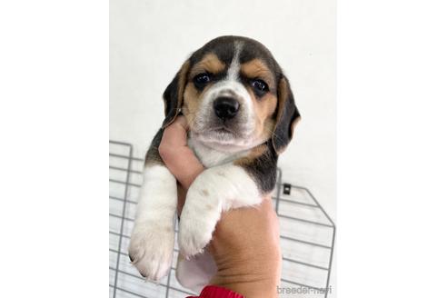 群馬県のビーグル 女の子 21 11 17生まれ 可愛いお顔の女の子 13インチ予想 子犬id ブリーダーナビ