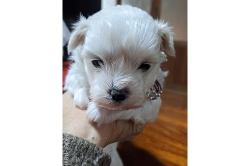 兵庫県のミックス犬 男の子 21 12 02生まれ お顔の可愛い子 子犬id ブリーダーナビ