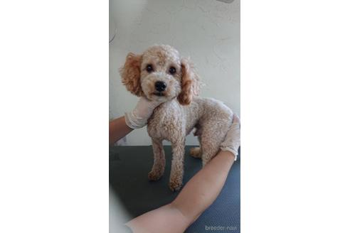 販売中のトイプードルの親犬