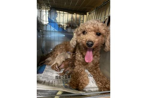 販売中のトイプードルの親犬