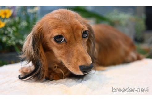 販売中のミニチュアダックスフンド(ロングヘアード)の親犬