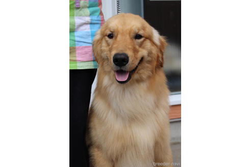 販売中のゴールデンレトリーバーの親犬