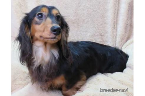 販売中のミニチュアダックスフンド(ロングヘアード)の親犬