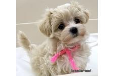 ♀︎マルプー:マルチーズ×トイプードル