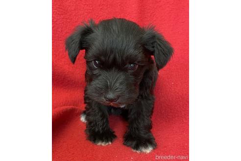 ブラック 黒 のミニチュアシュナウザーの子犬を探す ブリーダーナビ