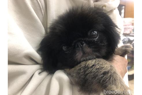 販売中のペキニーズの親犬
