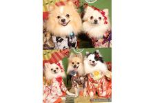 殿岡 昌代ブリーダー