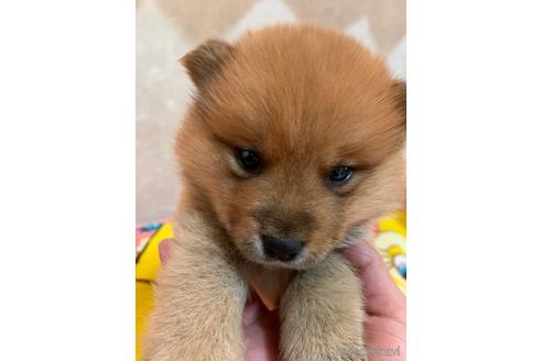 茨城県のミックス犬 男の子 21 11 21生まれ ポメ柴 男の子 子犬id ブリーダーナビ