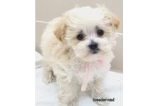 ♀︎マルプー:マルチーズ×トイプードル