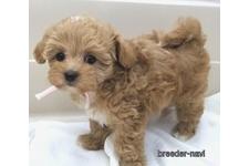 ♀︎マルプー:マルチーズ×トイプードル