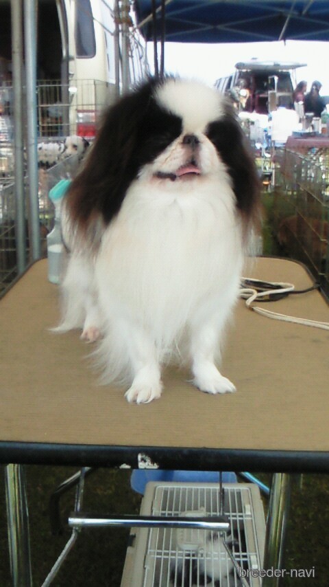 宇佐見ブリーダー