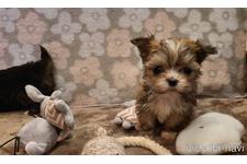 ♀︎チワマル:チワワ×マルチーズ