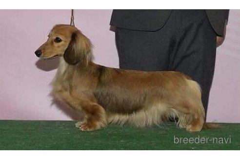 販売中のミニチュアダックスフンド(ロングヘアード)の親犬
