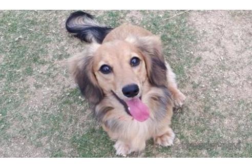 販売中のミニチュアダックスフンド(ロングヘアード)の親犬